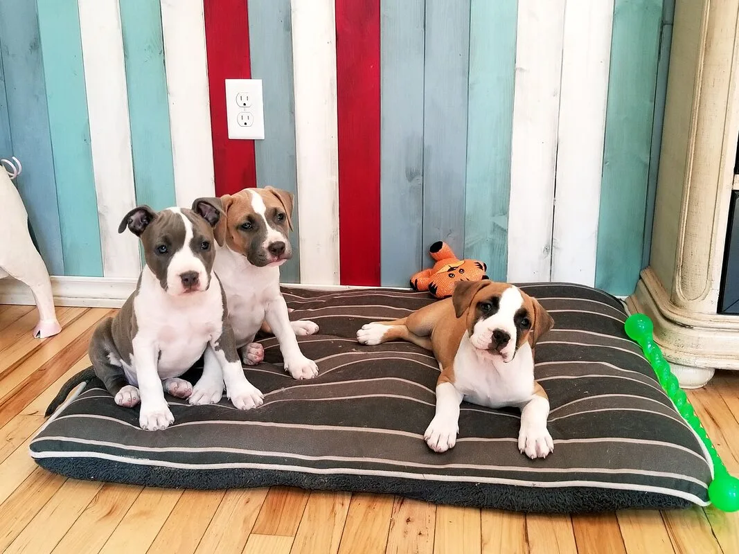 Picture
