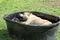 carousel chooser